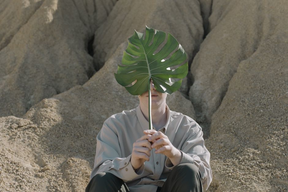 Monstera bocatorensis