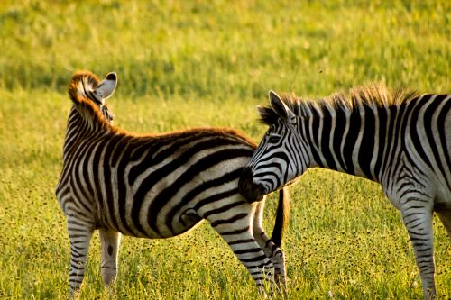 Free A pair of zebras with distinctive stripes grazing on the lush savannah grass. Stock Photo