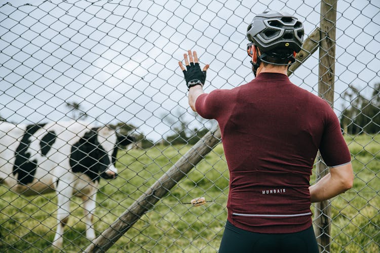 Unrecognizable Sportsman In Helmet Near Fence And Cow On Lawn