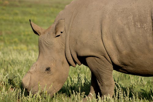 A Rhino on a Field 