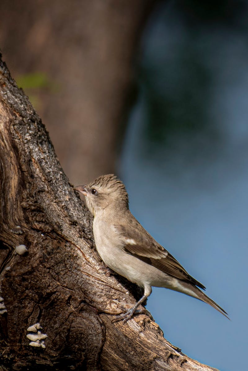 Southern Circuit Explorer