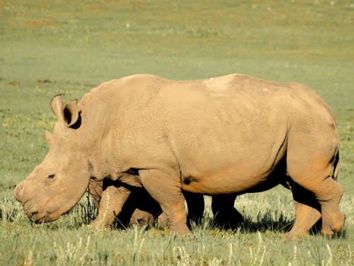 Fotobanka s bezplatnými fotkami na tému lúka, nosorožce, ohrozené druhy