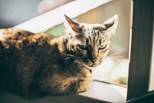 Free A relaxed domestic cat lounges in sunlight, showcasing a serene moment indoors. Stock Photo