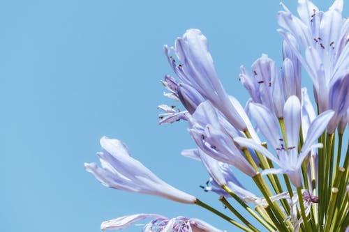 Fotobanka s bezplatnými fotkami na tému aromatický, botanika, čerstvý