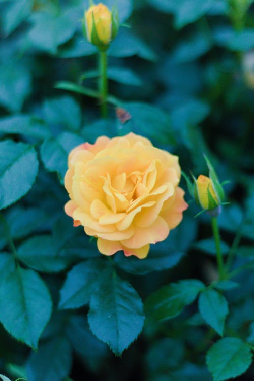 Close-Up Photograph of a Yellow Rose