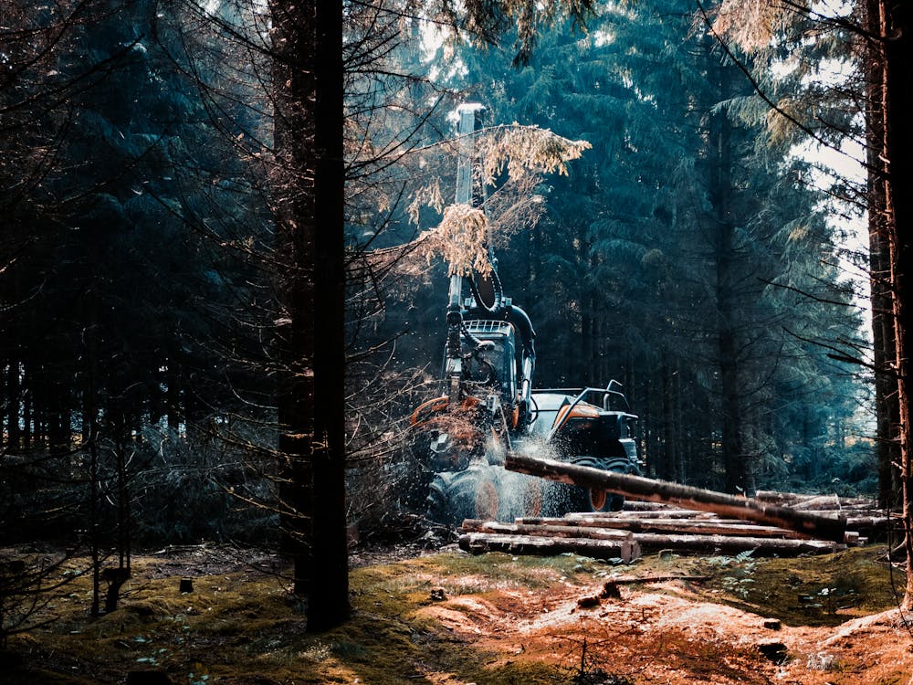 Free A Forestry Mulcher in the Woods Stock Photo