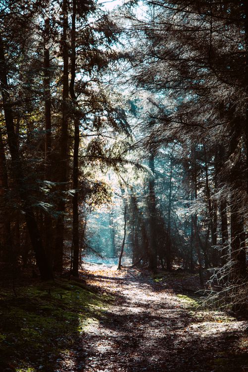 Path Between Tree Photo of a Path Between Trees · Free Stock Photo