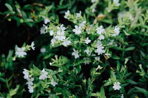 Fotobanka s bezplatnými fotkami na tému biele kvety, ker, lupene