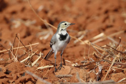 Free Black and White Bird on Brown Soil Stock Photo