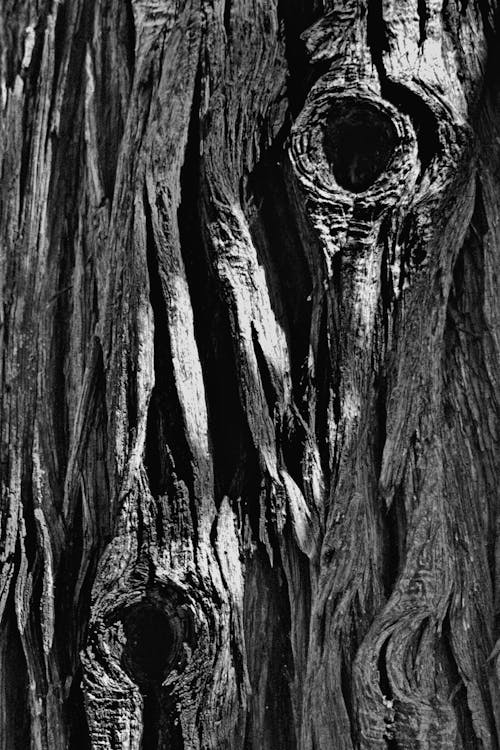 Foto d'estoc gratuïta de arbre, blanc i negre, escorça