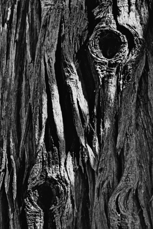 Free Detailed black and white close-up of rough, textured tree bark emphasizing age and structure. Stock Photo
