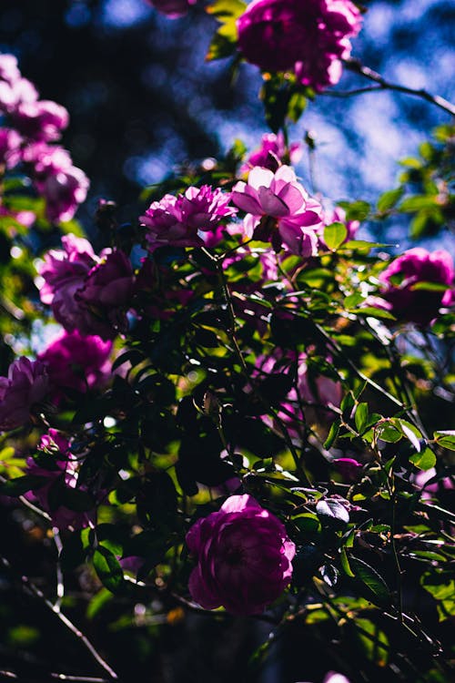 꽃, 나뭇잎, 수직 쐈어의 무료 스톡 사진