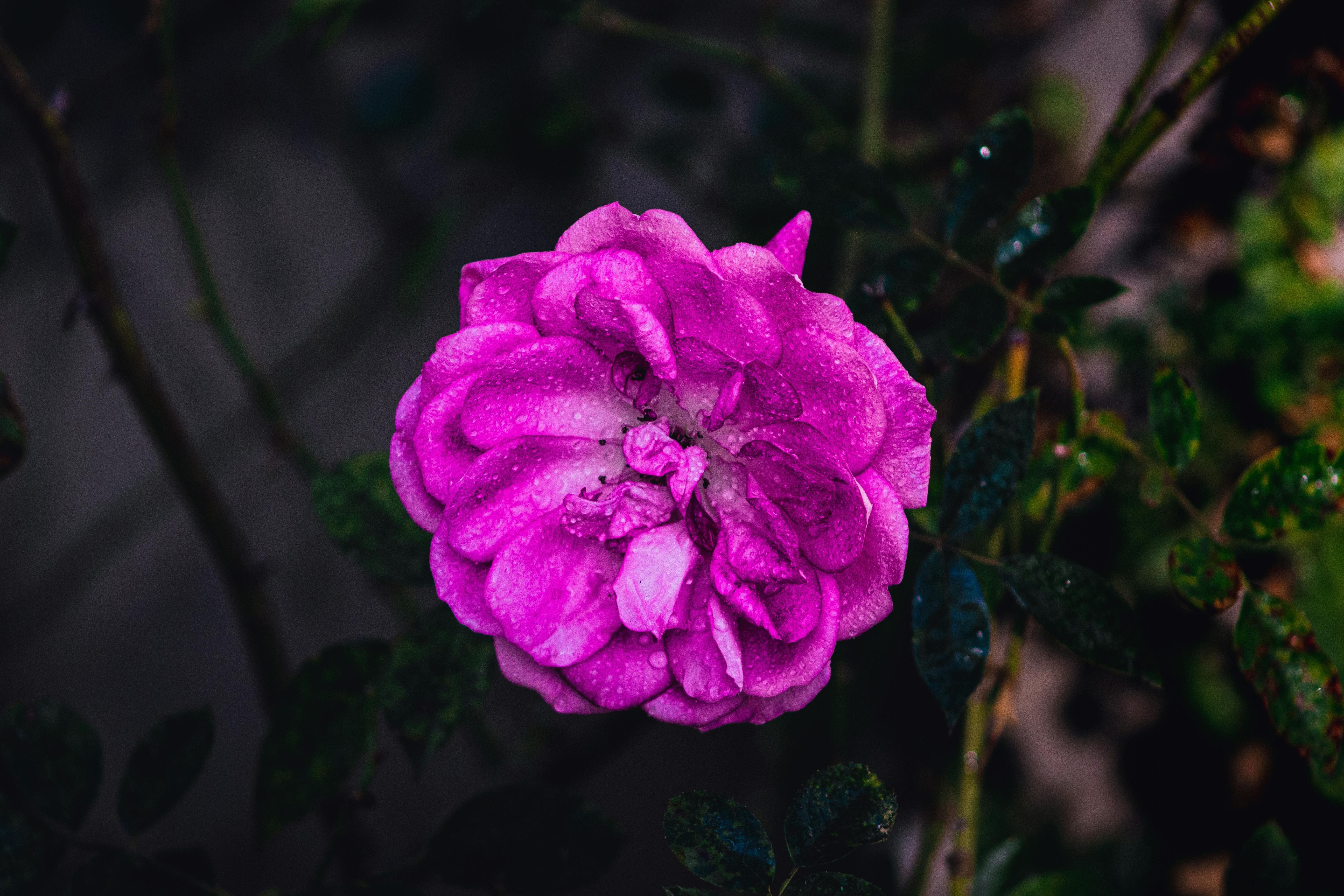 A Pink Rose Flower Plant in Rainy Season · Free Stock Photo