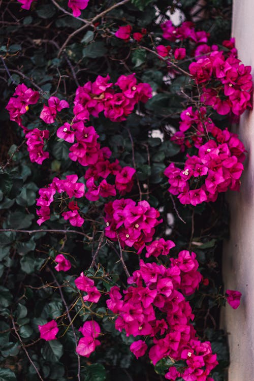 Free Vibrant Geranium Flowers Stock Photo