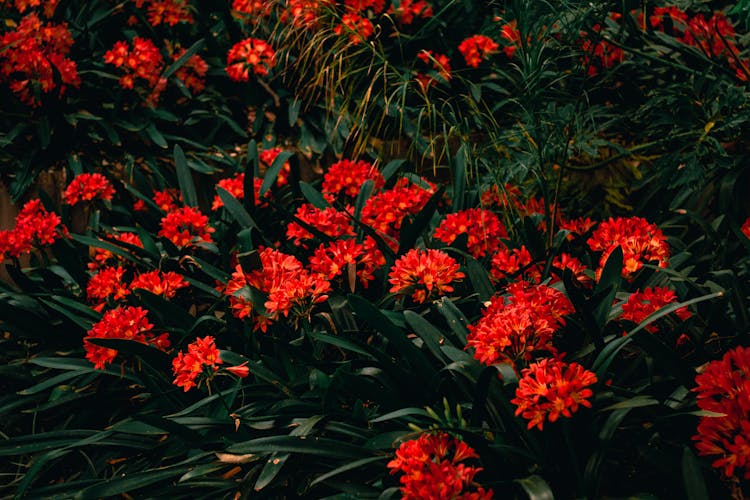 A Close-Up Shot Of Butterfly Milkweed Flowers