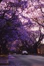一条安静的道路上，宁静的街景中，充满活力的紫色蓝花莲花正在盛开