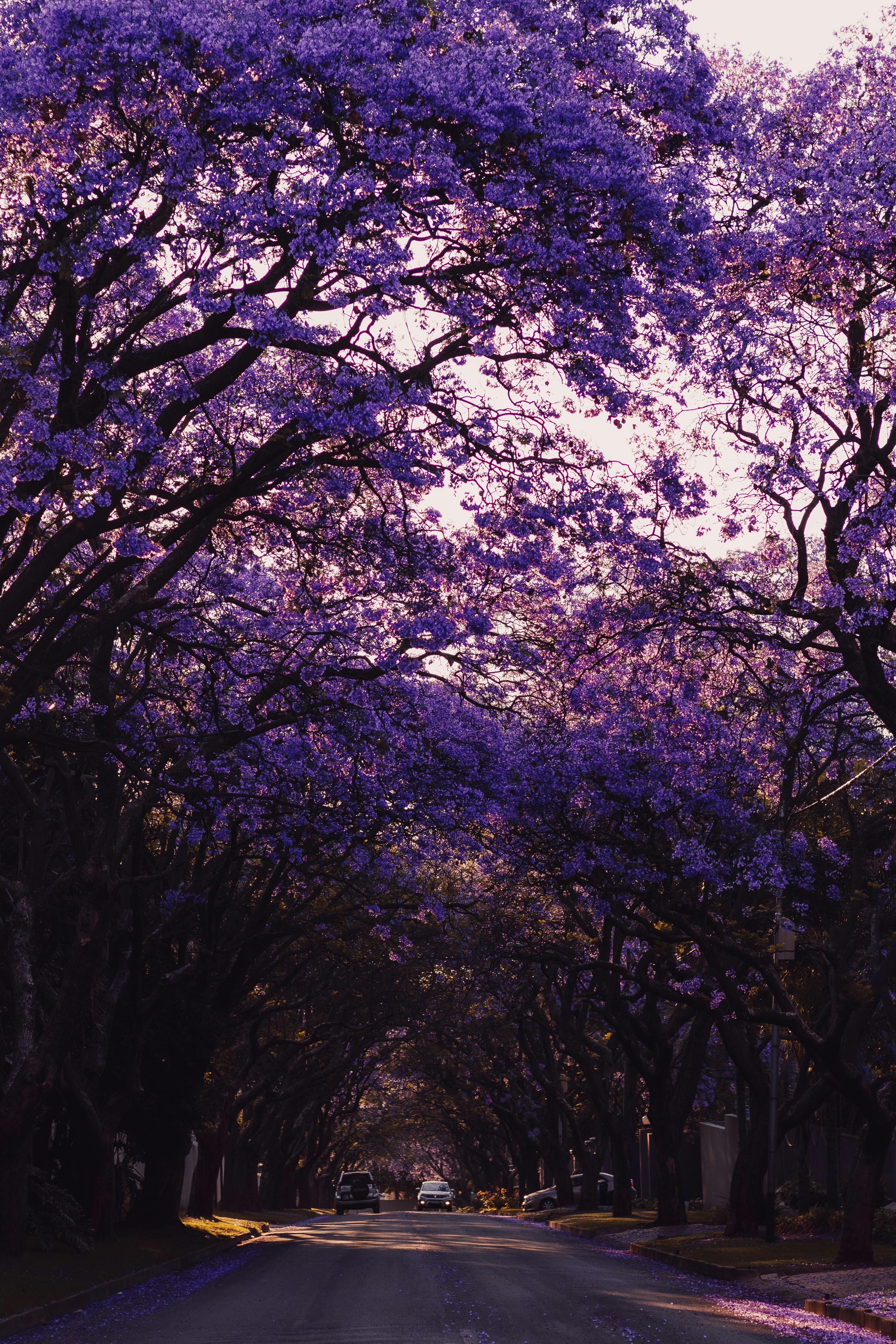 Picturesque road lined with blooming purple jacaranda trees in spring.