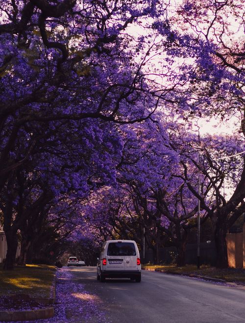 Free Picturesque street with vibrant jacaranda blossoms creating a colorful canopy over the road. Stock Photo