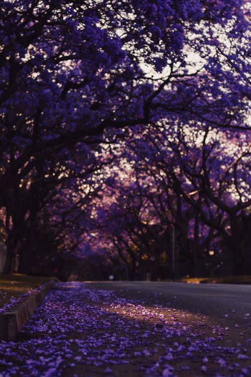 Free Enchanting road framed by purple jacaranda trees. A breathtaking spring scene capturing nature's beauty. Stock Photo