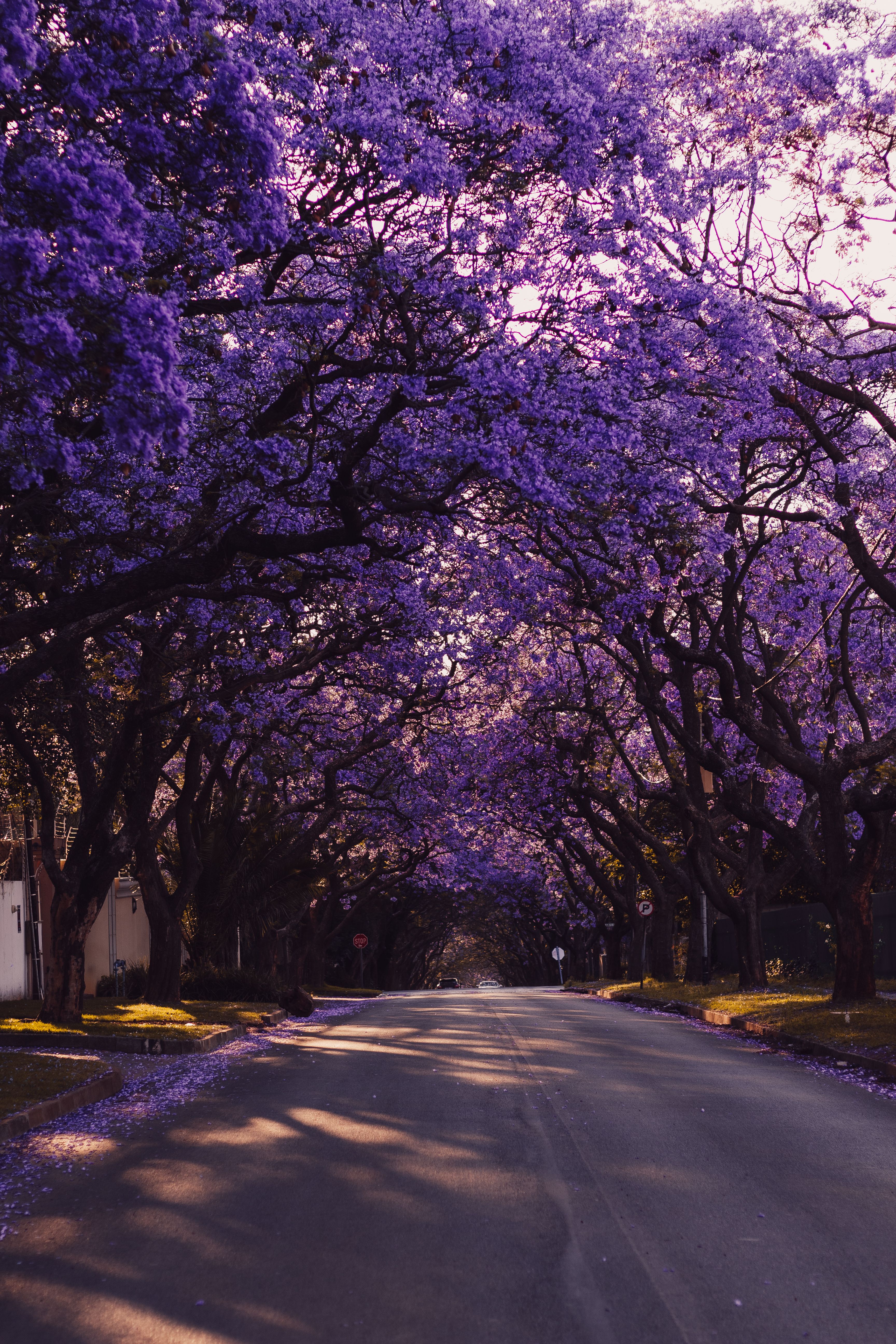 道路两旁，盛开着充满活力的紫色蓝花合欢树，宁静地围成一条隧道般的通道