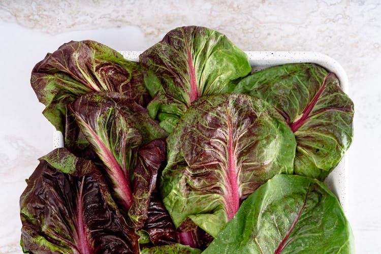 Red Leaf Lettuce 