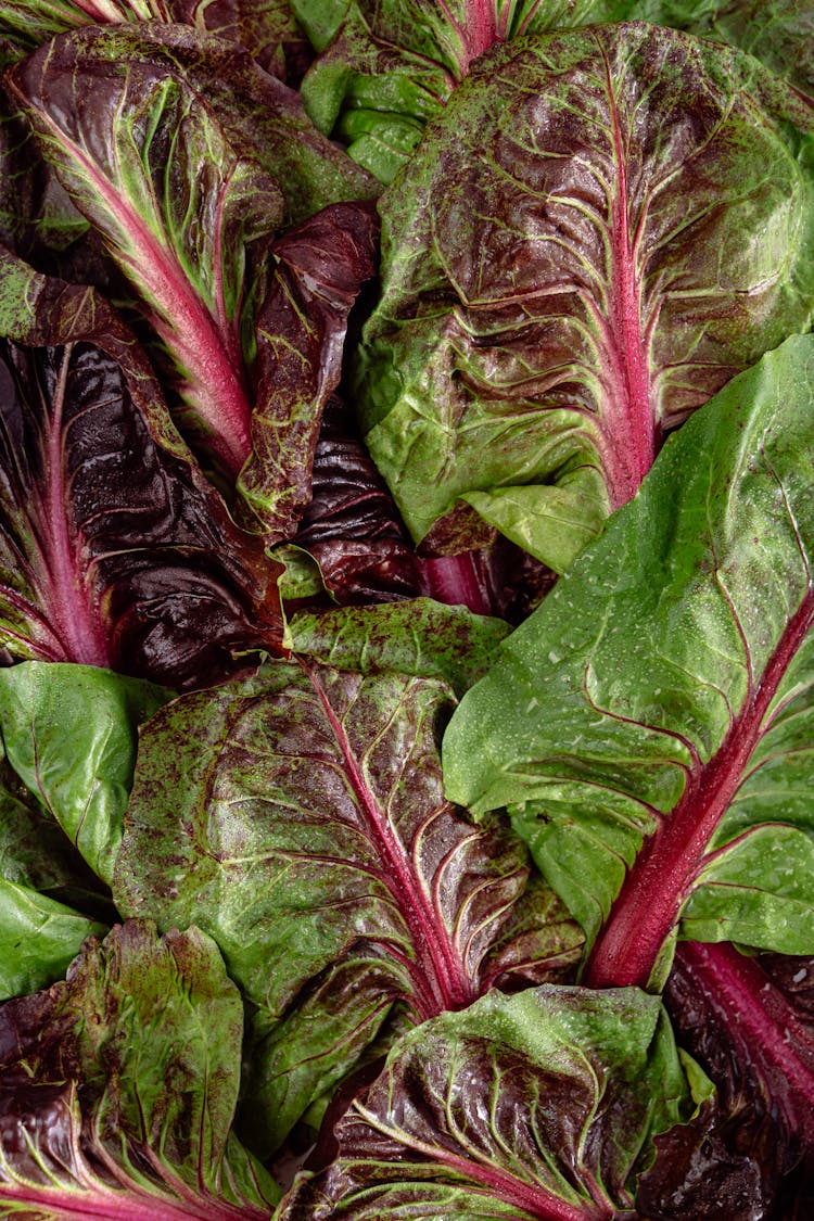 Full Frame Of Beet Leaves