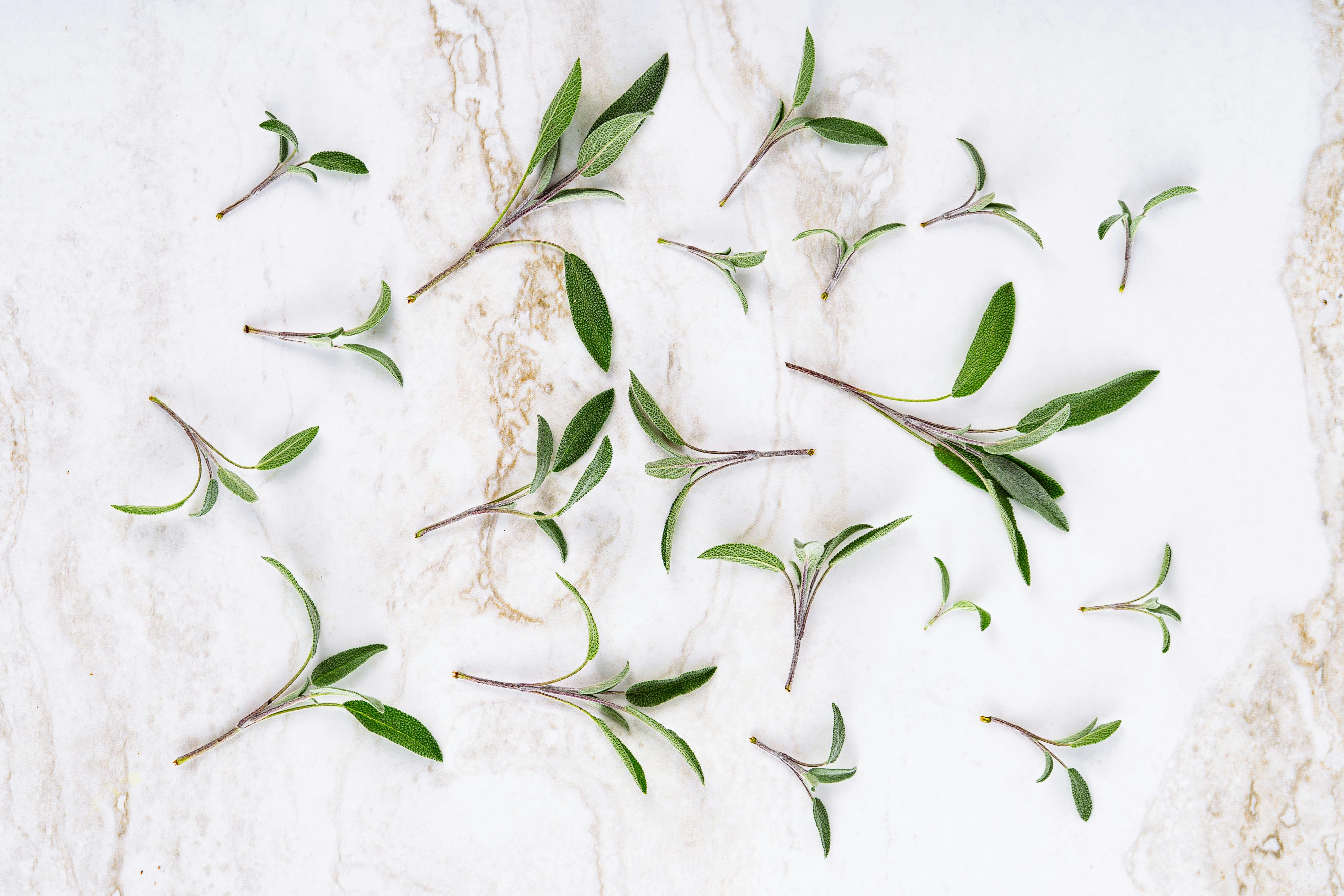 Zihinsel berraklığı ve hafızayı destekleyen taze adaçayı yaprakları ve bir fincan bitki çayı.