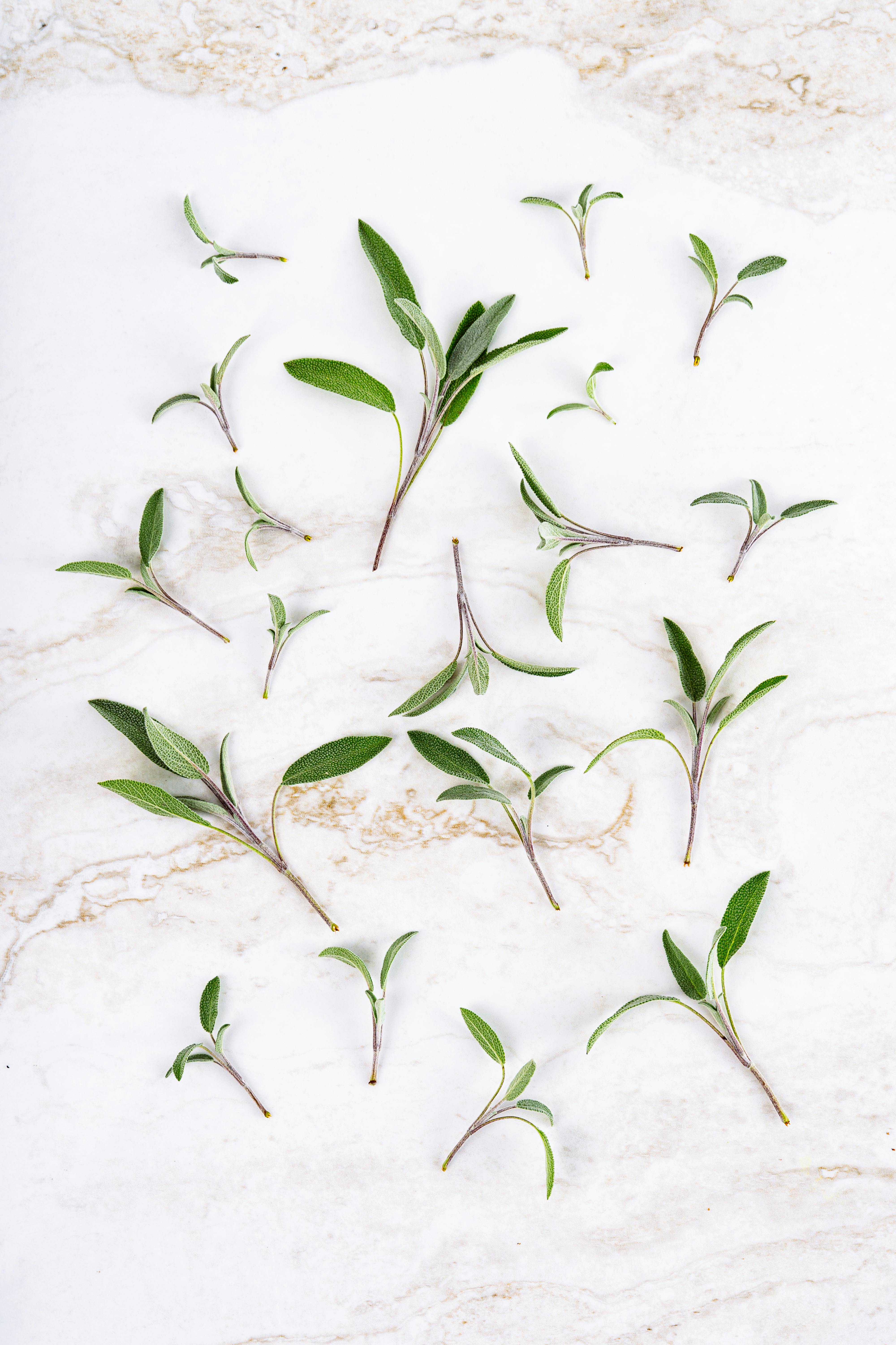 Wandfarbe Salbeigrün matt Fazit 2026