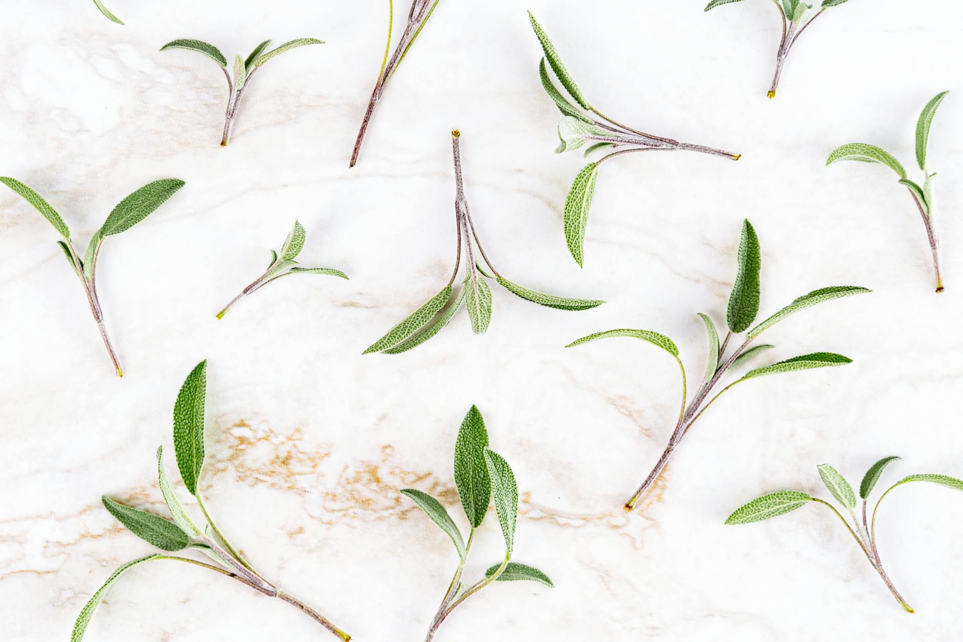 Sage Herb Fresh Leaves Cooking