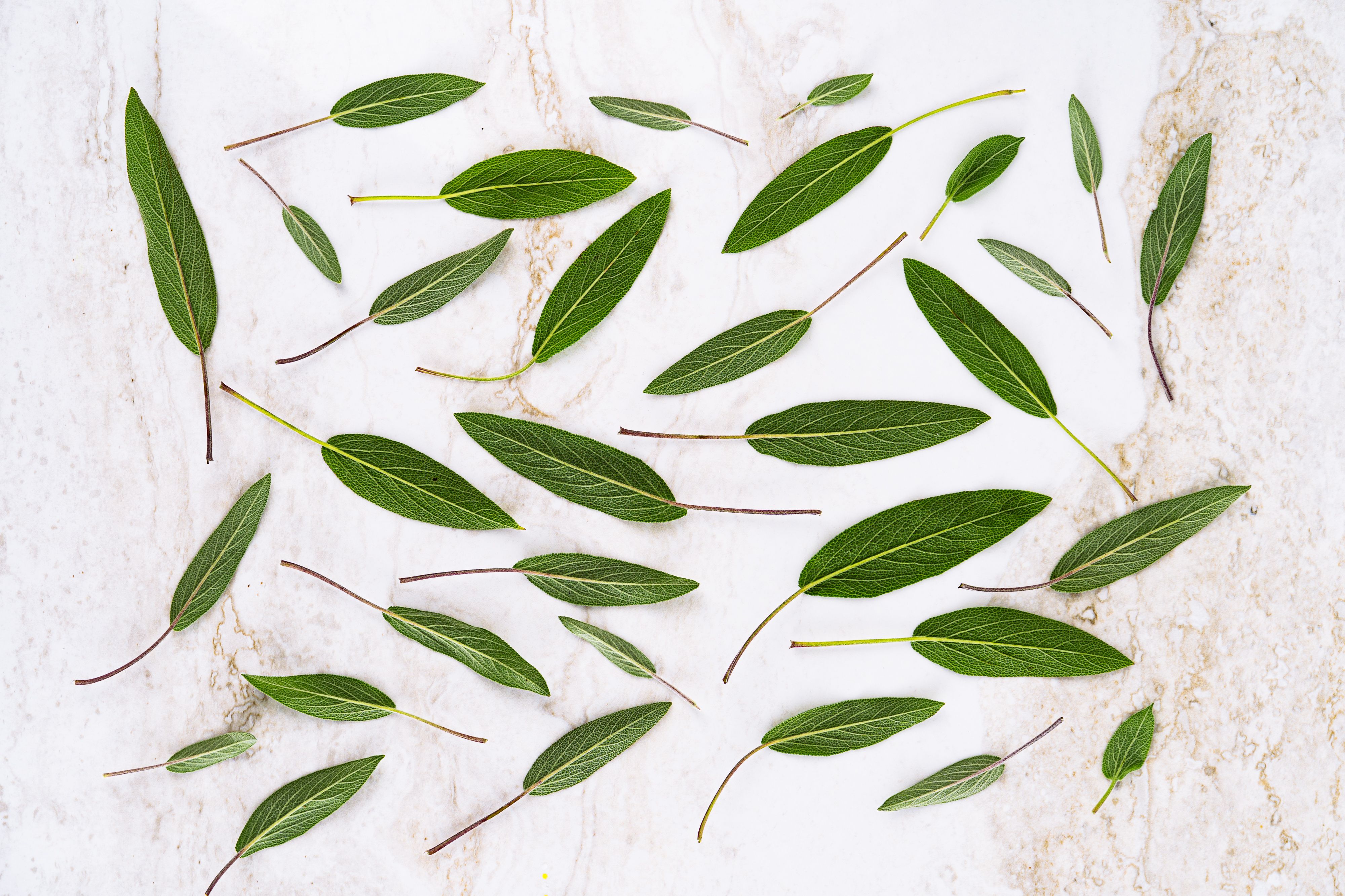 Flat lay of various green leaves on a marble background, creating a natural aesthetic. - Evidence evidence guide for sage memory meta-analysis