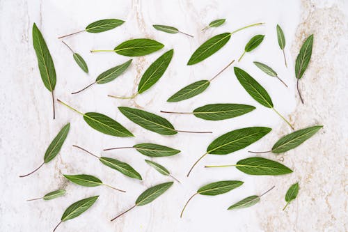 Green Leaves on Marble Surface