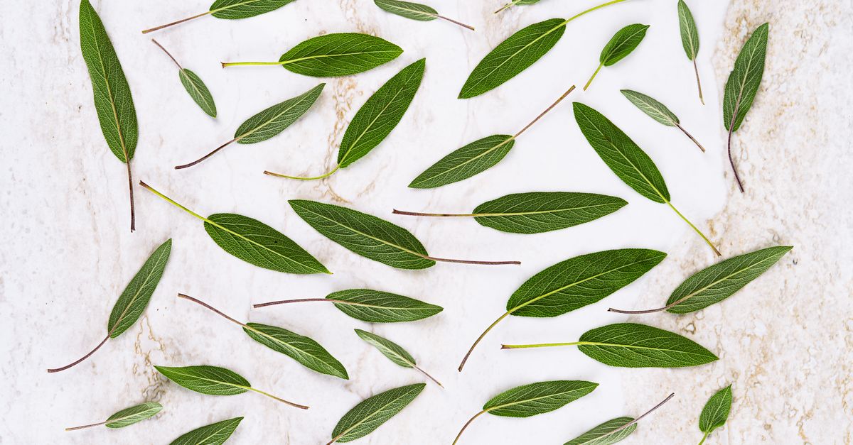Flat lay of various green leaves on a marble background, creating a natural aesthetic. - Evidence evidence guide for sage memory meta-analysis