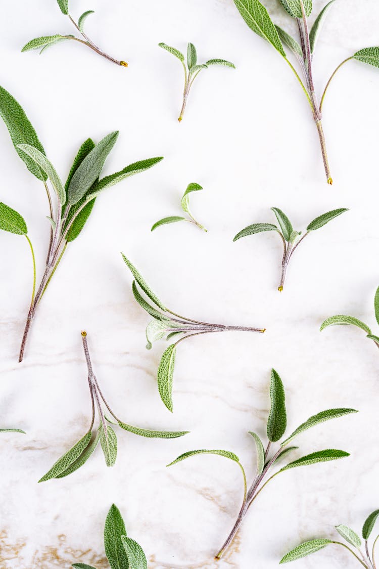 Plants With Green Leaves Against White Background