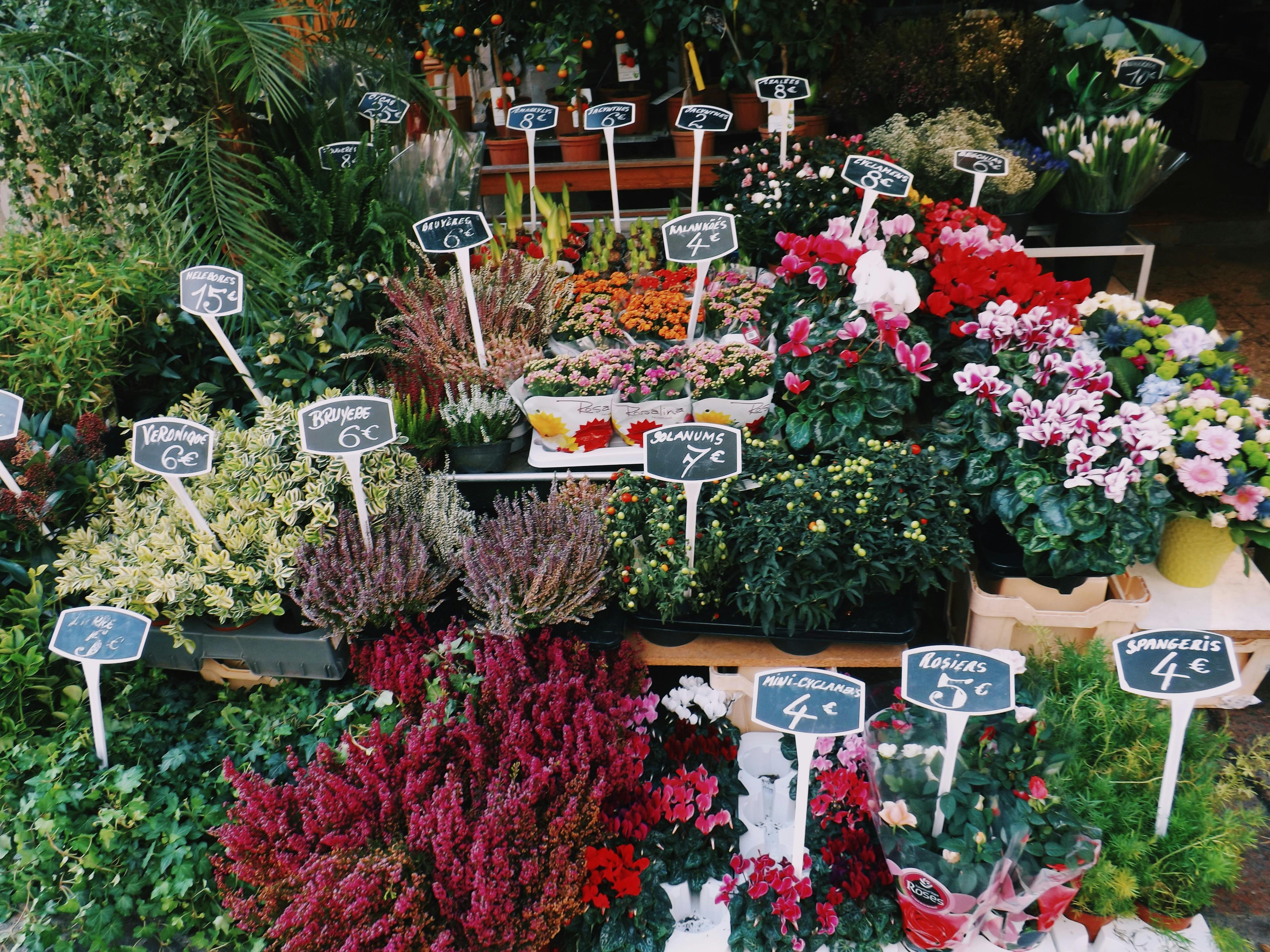 flowers for sale at a flower shop