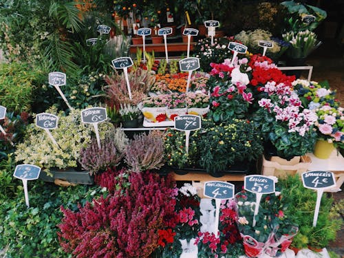 Flowers for Sale at a Flower Shop