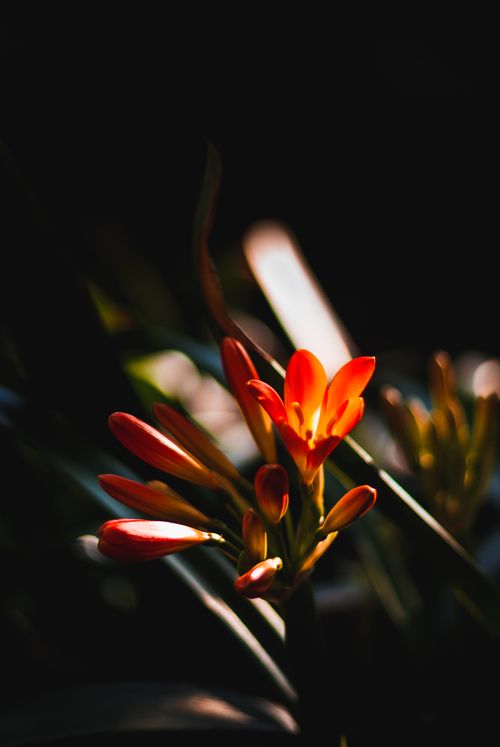 Free Close-up of a vibrant Clivia flower bloom with dramatic lighting and dark background. Stock Photo