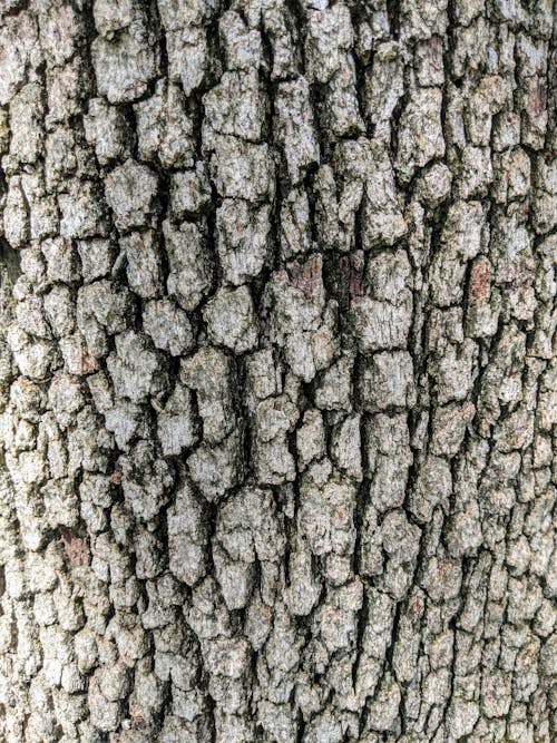Free Close-up of Tree Bark Stock Photo