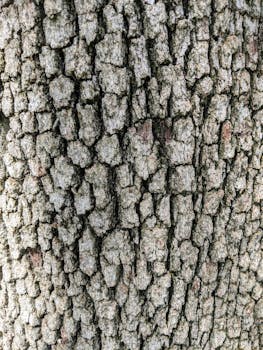 High-resolution close-up of textured tree bark, ideal for natural backgrounds or wallpapers.