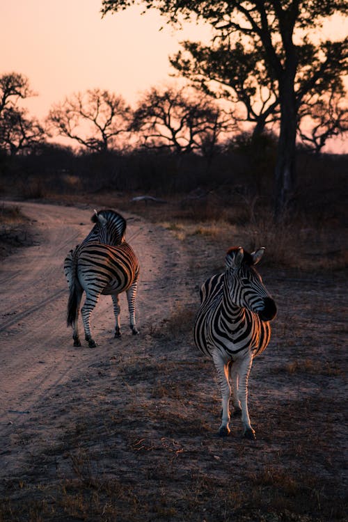 Kostenlos Kostenloses Stock Foto zu safari, tiere, tierfotografie Stock-Foto