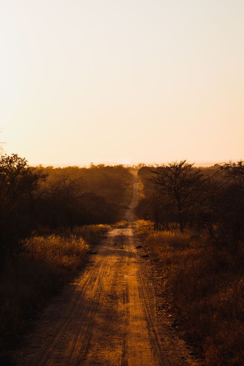 Free A tranquil dirt road stretches through a natural landscape at sunset, offering a serene and scenic view. Stock Photo