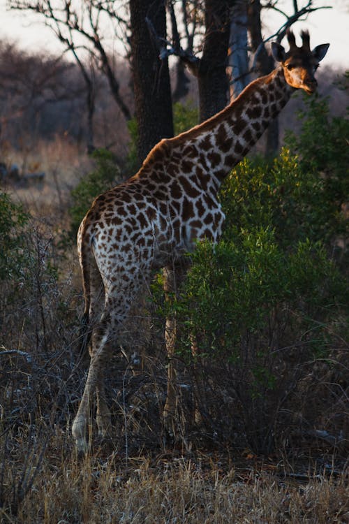 A Giraffe on Grass Field