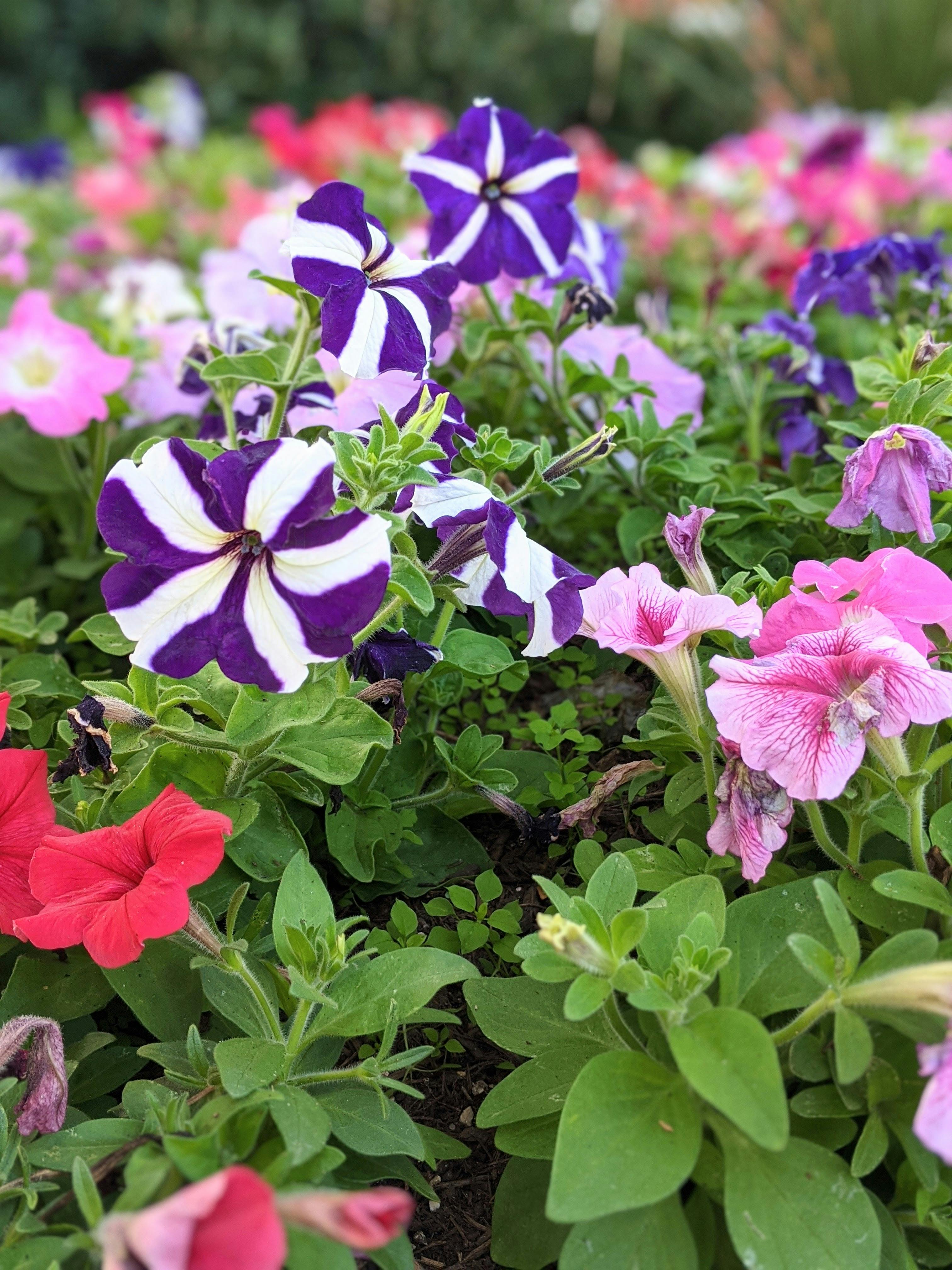 Close-Up Photo of Blue Flowers · Free Stock Photo