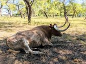 A Texas Longhorn on the Ground