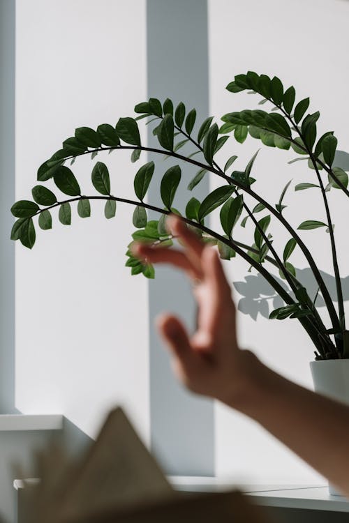 Free Person Holding Green Plant in White Pot Stock Photo