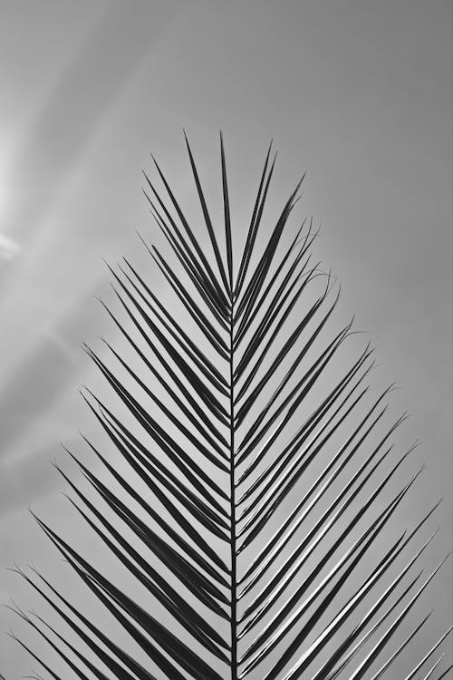 Grayscale Photo of a Palm Leaf