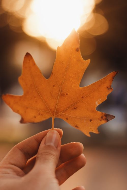 Free An autumn maple leaf held up against a bright sunlit background, showing seasonal change. Stock Photo