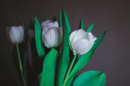 White Tulips Against a Gray Background