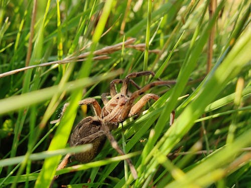 Spider Walking Across Blades of Grass