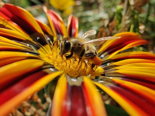 Free Honeybee Perched on Red and Yellow Flower in Close Up Photography Stock Photo
