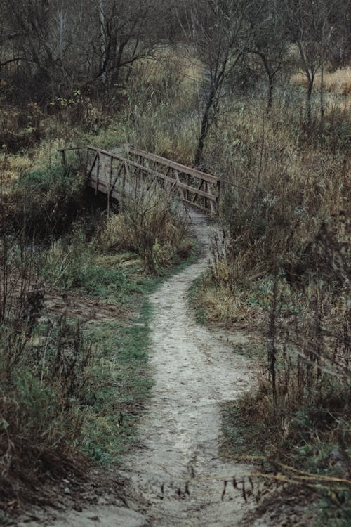 Photos gratuites de arbres, chemin, chemin de terre